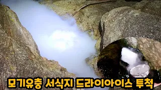 갯바위 모기유충 장구벌레 서식지에 드라이아이스 때려 넣고 왔습니다