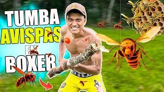 Tumba Avispas #3 🐝 En Bóxer  *Adrenalina Al 100* - Andrés WG