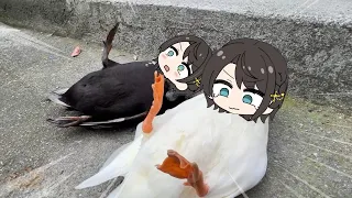 Subaru duck flipped over again | Animal hololive