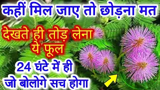 छूईमुई/लाजवंती से जुड़े असरदार टोटके// Shy Plant |Touch me not Plant