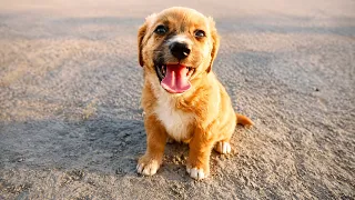 Abandoned Puppy Wouldn't Stop Smiling After Being Rescued