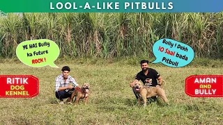 BULLY🐶 meets ROCK !!- @RitikDogKennel177   kya bully aisa dikhega 5 saal baad?  #amanandbully