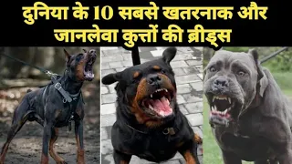 दुनिया के 10 सबसे खतरनाक और जानलेवा कुत्ते | 10 most dengerous Dog in the world #viral #dog #pitbull