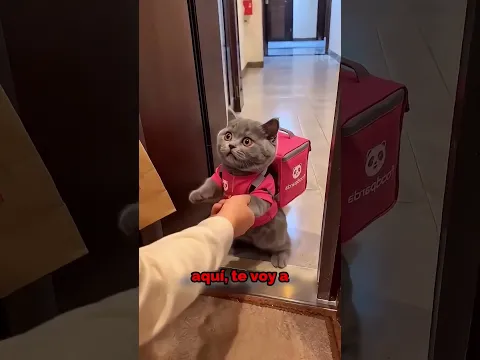 Todos Lo Confunden Con un Gatito Adorable… y Solo Quiere Que Lo Tomen en Serio 😄
