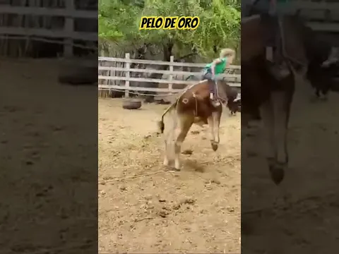 Pelo de Oro 🤠uno viral de hace un tiempo 🔥😆🐂 #honduras #niño #rancho #jaripeo #short
