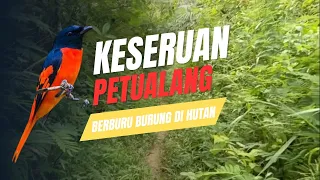 Tiba-Tiba Muncul Burung Warna-Warni Saat Masuk Hutan Dalam!