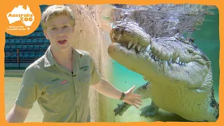 Robert Irwin shows us the real stars of the show | Irwin Family Adventures