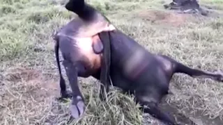 BOI perde a vida da forma mais Inusitada possível