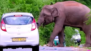 The Ferocious Elephant Attacks the Vehicles on the Road.People Travel on This Road in Fear#elephant