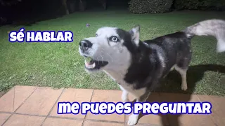 El Husky que asombra al mundo: ¡El único perro que habla español!"