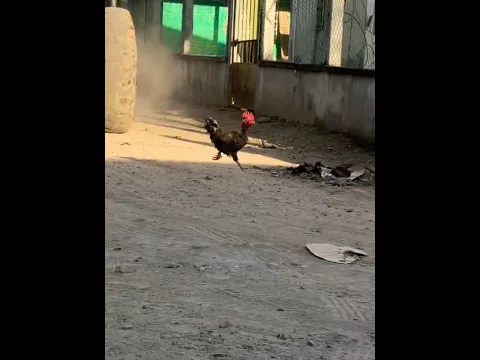 corre p... correeeeee #humormemes #humor #mivideo #jajaja #gallos