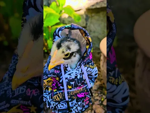 FUNNY CHICK  #cute