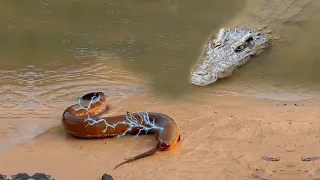 Cuando el caimán se encuentra con la anguila eléctrica