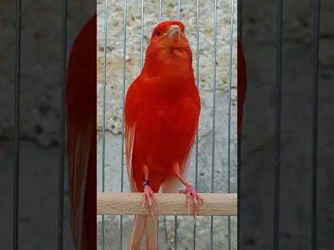 Red Canary Singing !!!