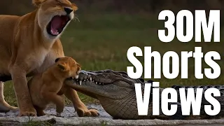 [Uncut Version] Lion vs Crocodile ‼️ The Wild Doesn't Forgive #lion  #crocodile