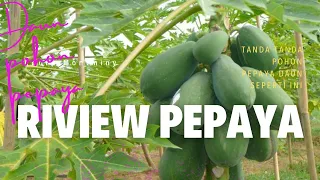 Ternyata Ini Ciri Pohon Pepaya Super! Daunnya Beda Banget!