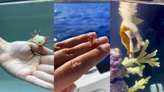 Kind Adoption#animals #wildliferescue #wildlife #lovestory #cute #rescue #adoption #love #funny