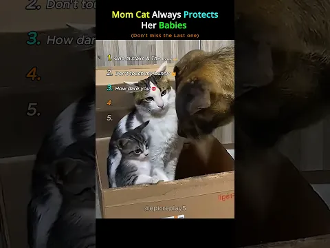 Mom Cat Always Protects Her Babies 🥹❤️