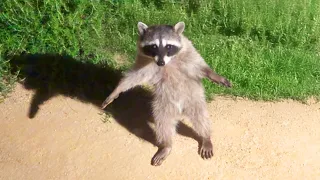 Funniest Animal Videos Ever (Part 1)