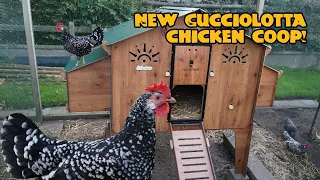 New Cucciolotta chicken coop