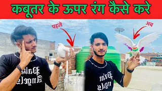 Kabutar Ke Uper Rang Kese Kare 🤔 || how to color pigeon