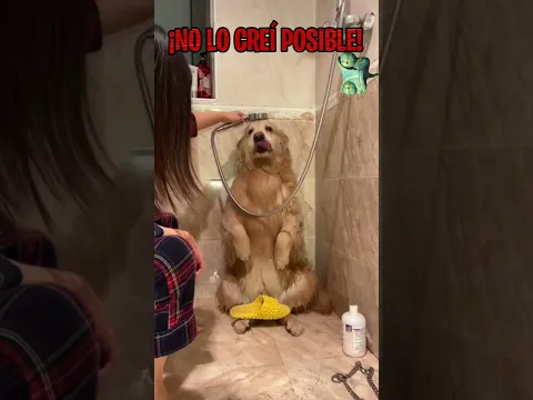NO CREERAS LO QUE HAC ESTE PERRO CUANDO LE TOCA EL BAÑO #Shorts #Viral