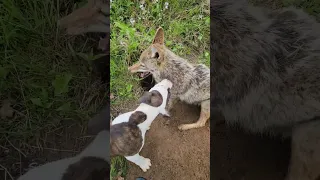 COYOTE Vs. GROUNDHOG! #puppy #nature #weavethecoyote #duckholliday #pitbull #coyote #hunting #beast