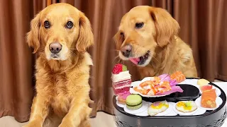 Funny Dog | See which puppy has never eaten conveyor belt sushi~#cuihuastory #cute pet
