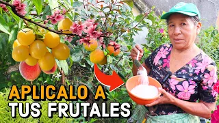 MANTEN los arboles FRUTALES en Maceta CARGADOS siempre con FRUTOS Y FLORECIDOS - como podar FRUTALES