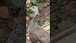 പീലു ആണായിരുന്നോ?🦚🤩🔥