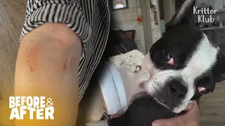 A Grown-Up Dog Who Never Weaned Sucks On Grandma's Arm | Before & After Makeover Ep 10