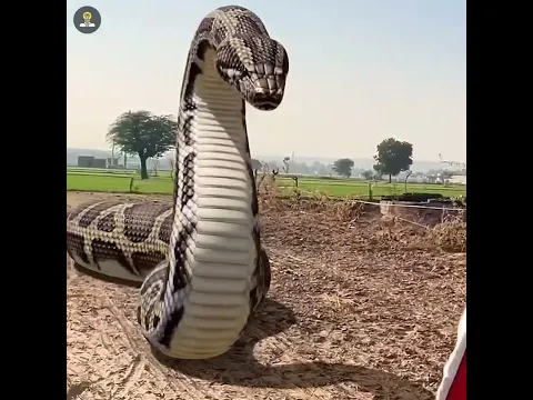 🐍सांप काट ले तो ये गलती मत करना..!☠️ Part-2 #shorts