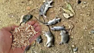 MATEI 15 RATOS EM 17 MINUTOS,EM 40 SECARAM SEM DEIXAR MAL CHEIRO SEM USAR VENENO (VEJA NA PRÁTICA).