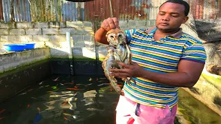 llegue al estanque de los peces y encontré esto
