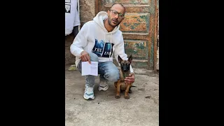 اسهل طريقة لتدريب كلاب الحراسة