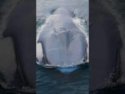 The most impressive animal in the world! #oceangiants #