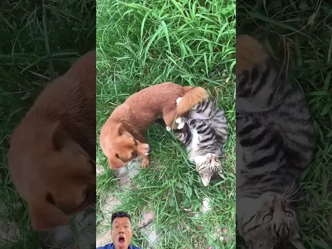 Dogs playing with cats#animals #shorts #funny #viral #video