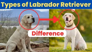 How Many Types Of Labrador Retriever | Labrador कितनी तरह के होते है | Labrador Facts In Hindi