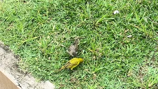 Canário da terra #canario