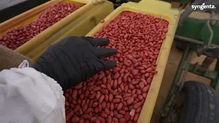 عايز محصول فول سوداني ممتاز؟ 🌱