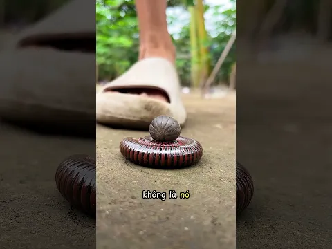 Con cuốn chiếu và con của nó 😳