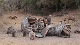 GONYA male robs the Piccadilly female and her cubs 