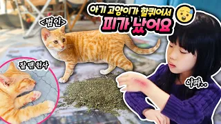 아기고양이가 할퀴어서 손등에 피가 났어요 ㅠㅠ 가족 일상 브이로그