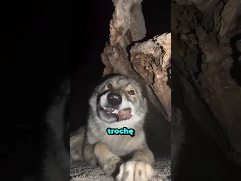 Ten wilk wrócił z całą rodziną 🥹🐺