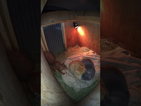A Squirrel Snuck Into The Cats' Shelter… And Took The Warmest Spot