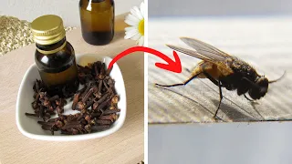 Put This In Your House And You'll Never See Flies Or Mosquitoes Again