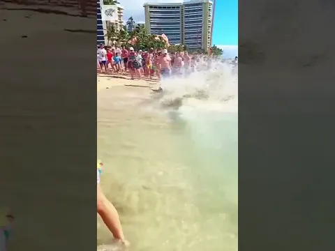Super Fish Playing - By aamnaaahmad (tt)