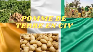 🇨🇮🇨🇮 COMMENT PRODUIRE LA POMME DE TERRE EN CÔTE D'IVOIRE PREMIÈRE PARTIE🇨🇮🇨🇮