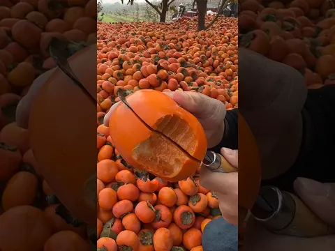 Enjoy persimmons fruits sweet and delicious 😍🥰🥝🍌🍊🍍🍓🫐🥭#shorts #fruitsworld ..