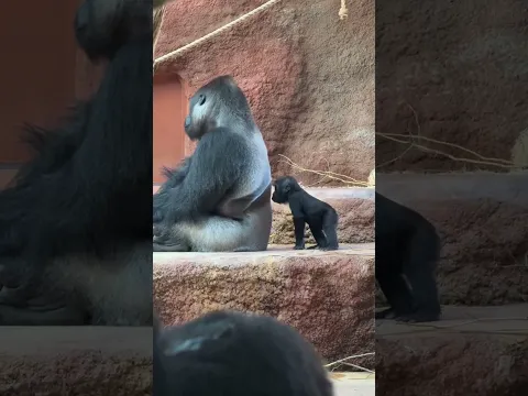 Va que yo no fui planeado mamá?